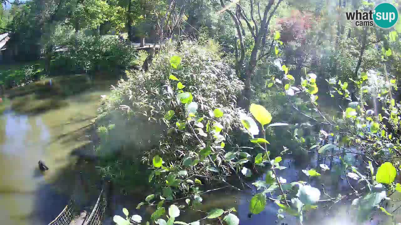 Yellow-cheeked gibbon Zoo Ljubljana livecam