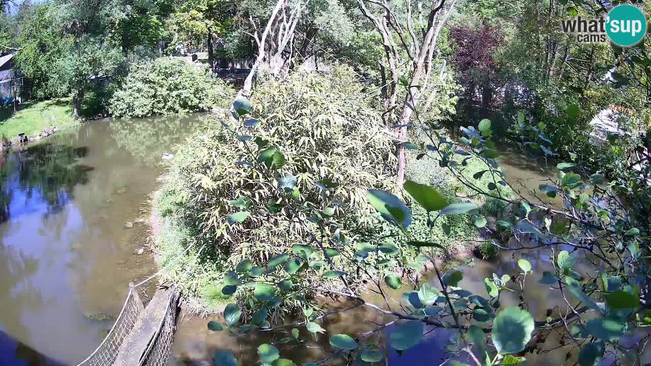Gibbon à joues jaunes Zoo Ljubljana live cam