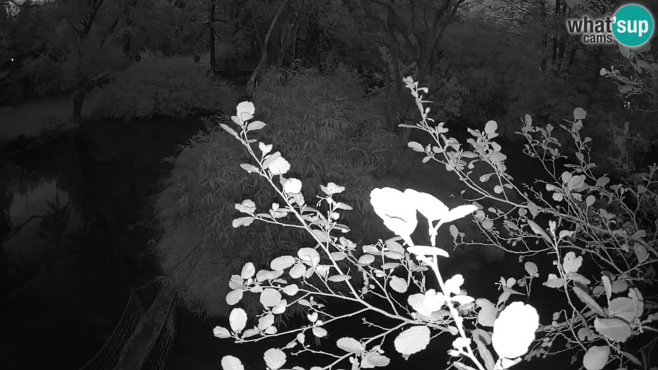 Gibbone dalle guance rosa nello ZOO di Ljubljana