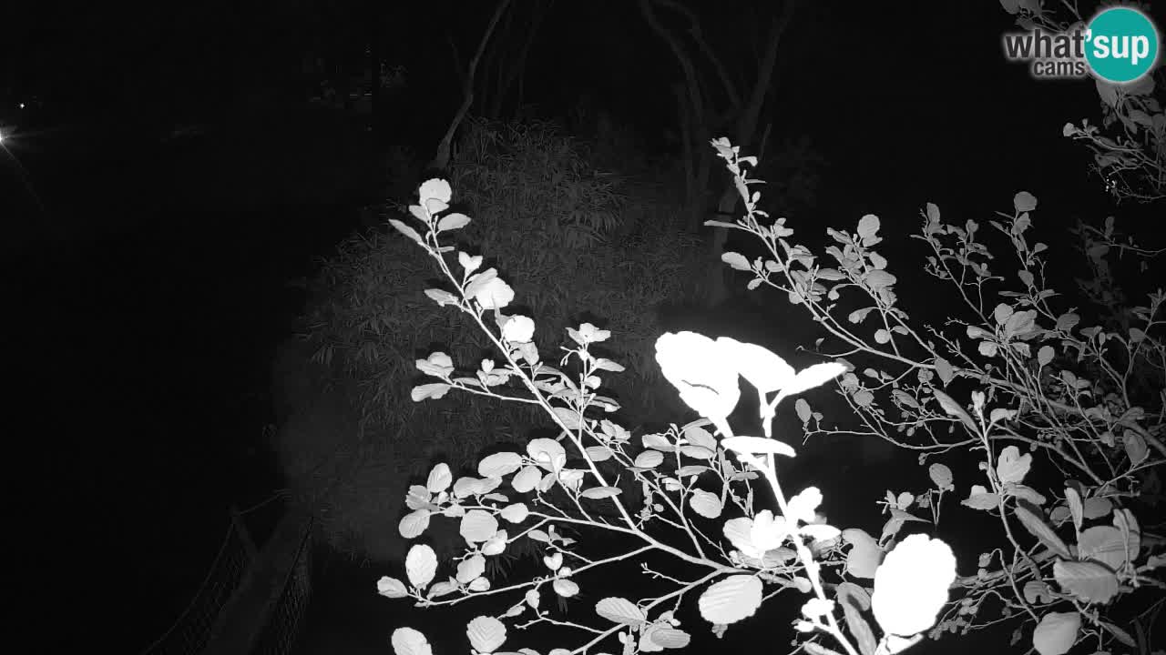 Gibbone dalle guance rosa nello ZOO di Ljubljana