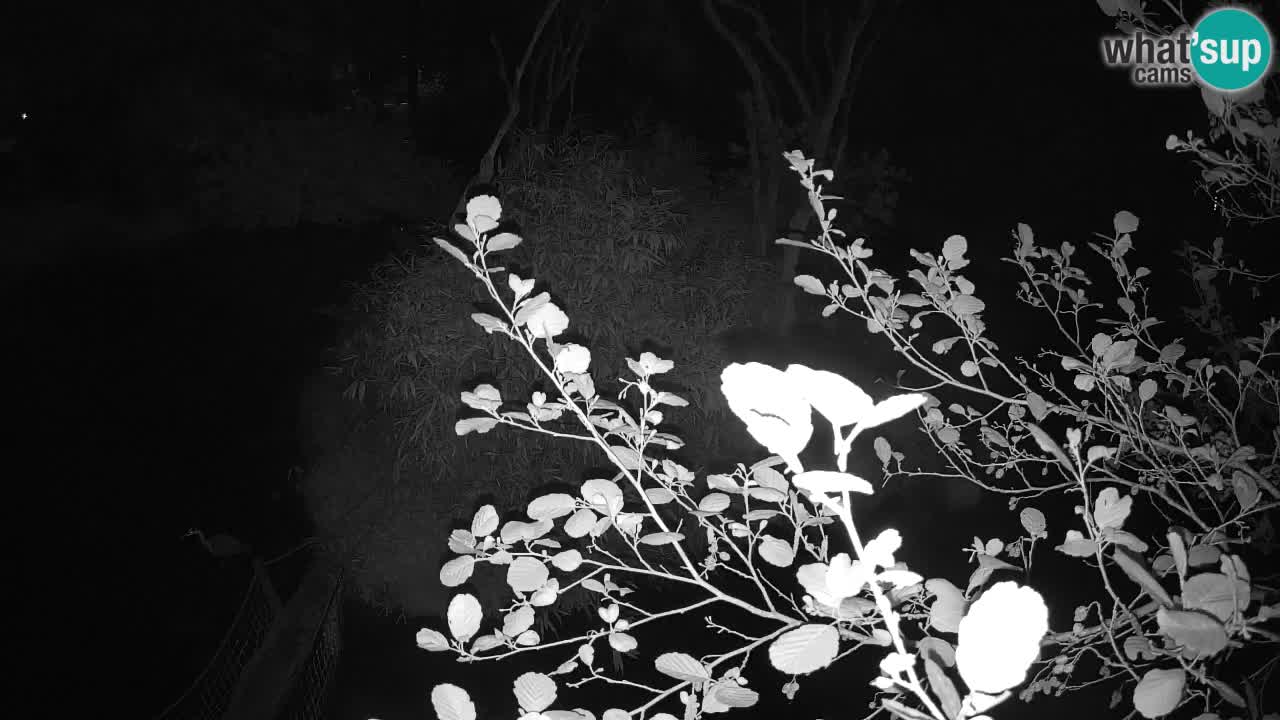 Südlicher Gelbwangen-Schopfgibbon Zoo Ljubljana webcam