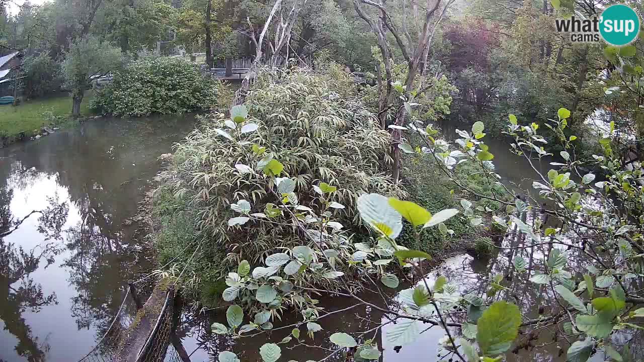 Gibbon à joues jaunes Zoo Ljubljana live cam