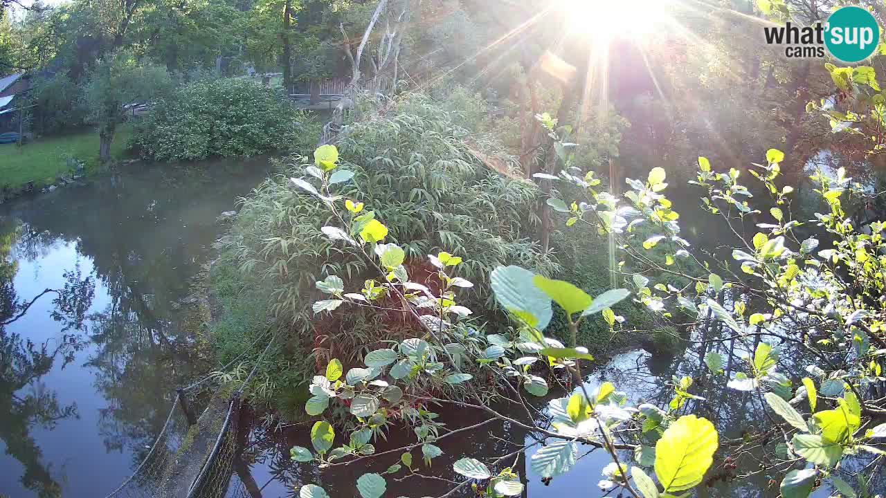 Zlatolični gibon živalski vrt Ljubljana