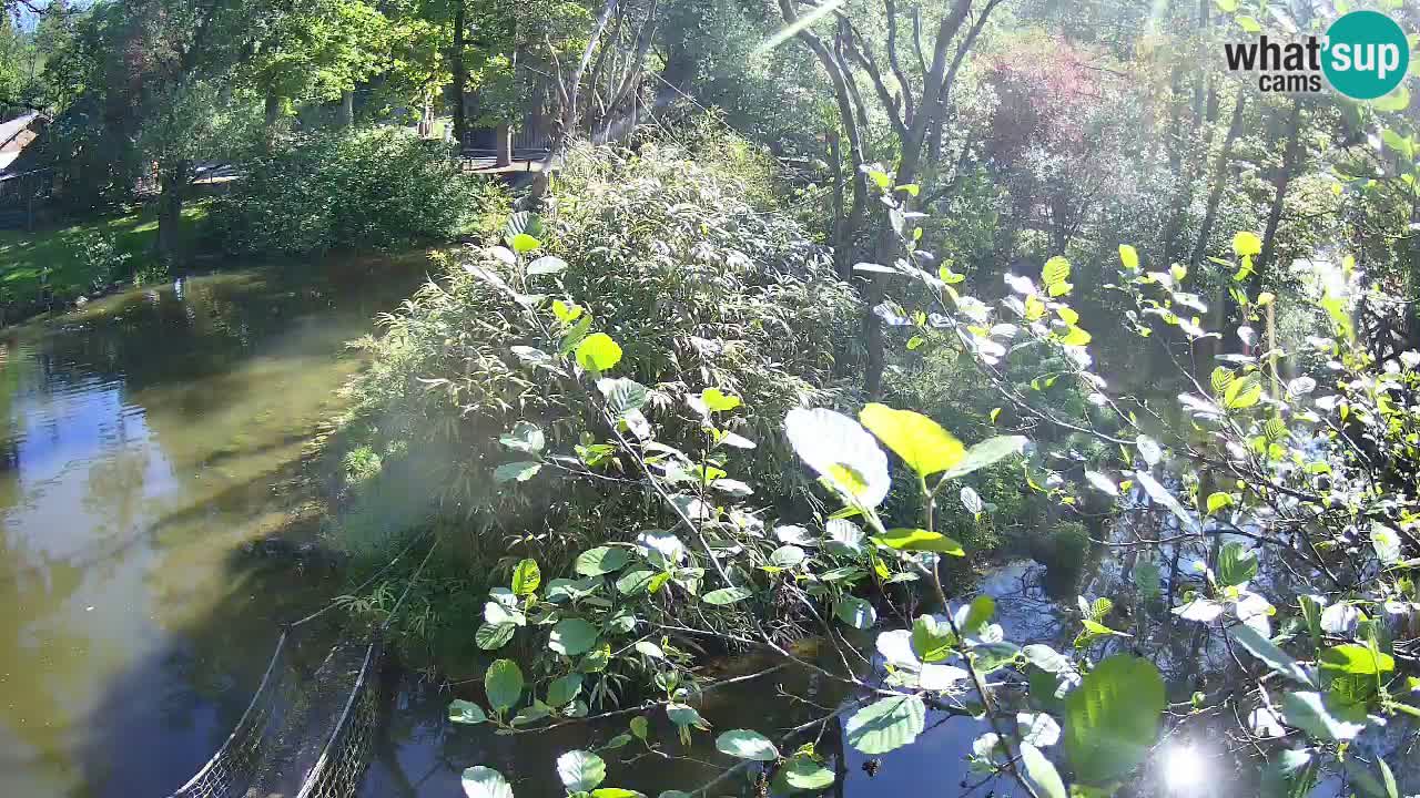 Gibbon à joues jaunes Zoo Ljubljana live cam