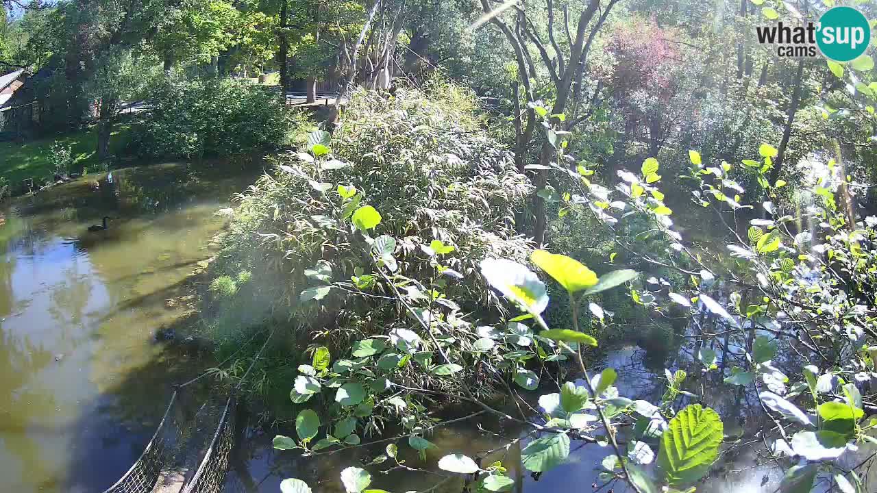 Gibbone dalle guance rosa nello ZOO di Ljubljana