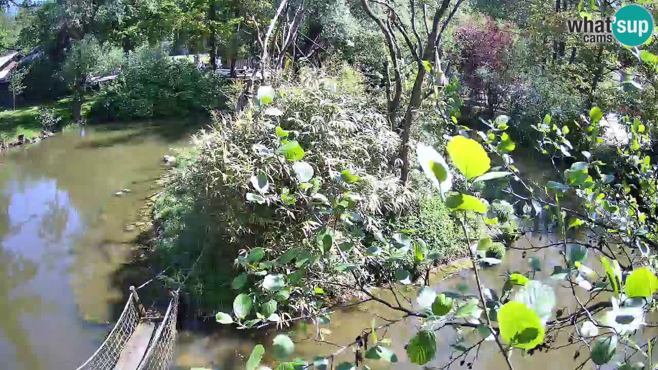 Yellow-cheeked gibbon Zoo Ljubljana livecam