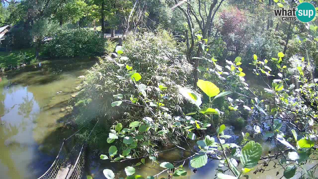 Gibbon à joues jaunes Zoo Ljubljana live cam