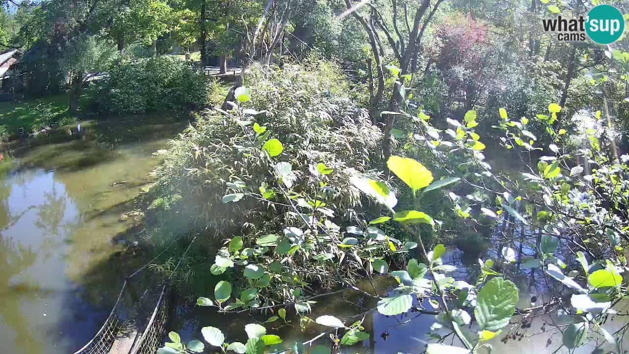 Südlicher Gelbwangen-Schopfgibbon Zoo Ljubljana webcam