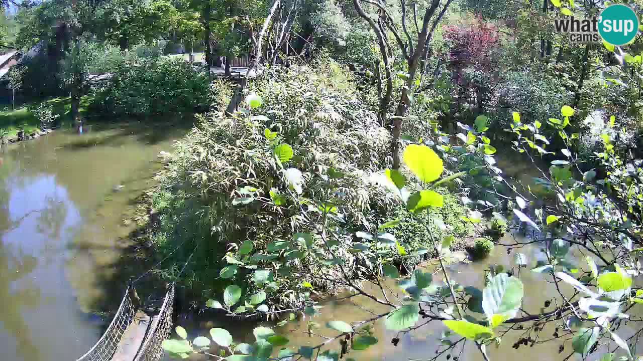Gibbon à joues jaunes Zoo Ljubljana live cam