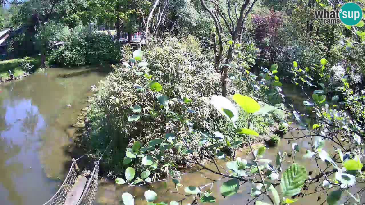 Gibbon à joues jaunes Zoo Ljubljana live cam