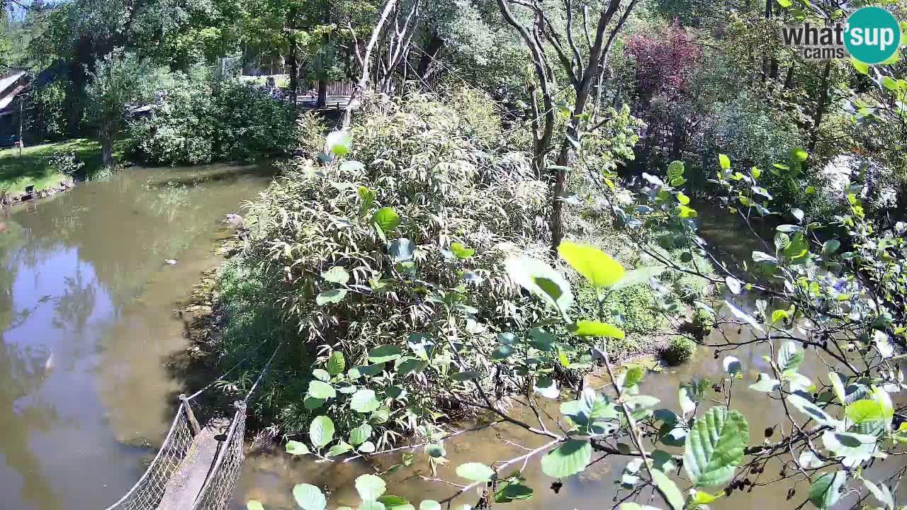 Gibbone dalle guance rosa nello ZOO di Ljubljana
