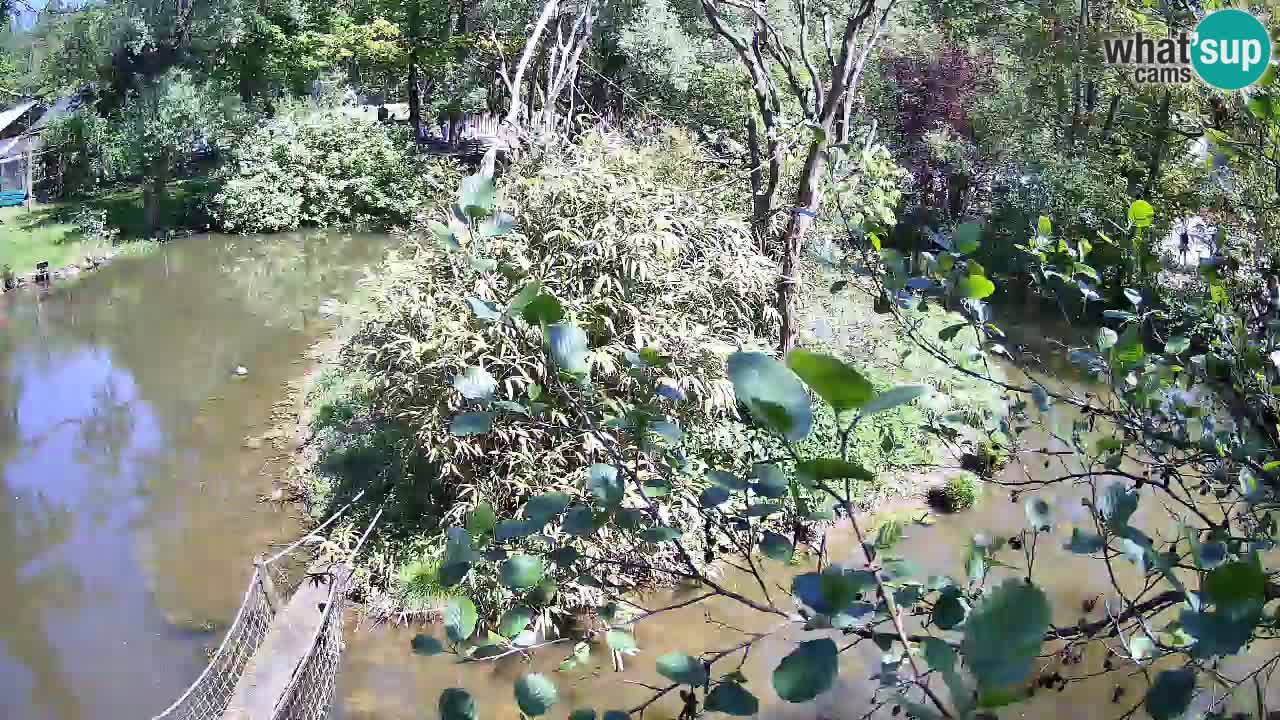 Südlicher Gelbwangen-Schopfgibbon Zoo Ljubljana webcam