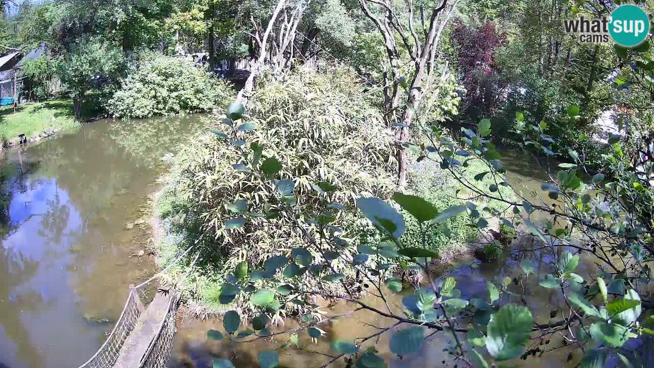 Gibon – Nomascus gabriellae – Zoo Ljubljana web kamera