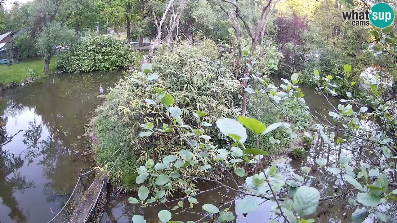 Südlicher Gelbwangen-Schopfgibbon Zoo Ljubljana webcam