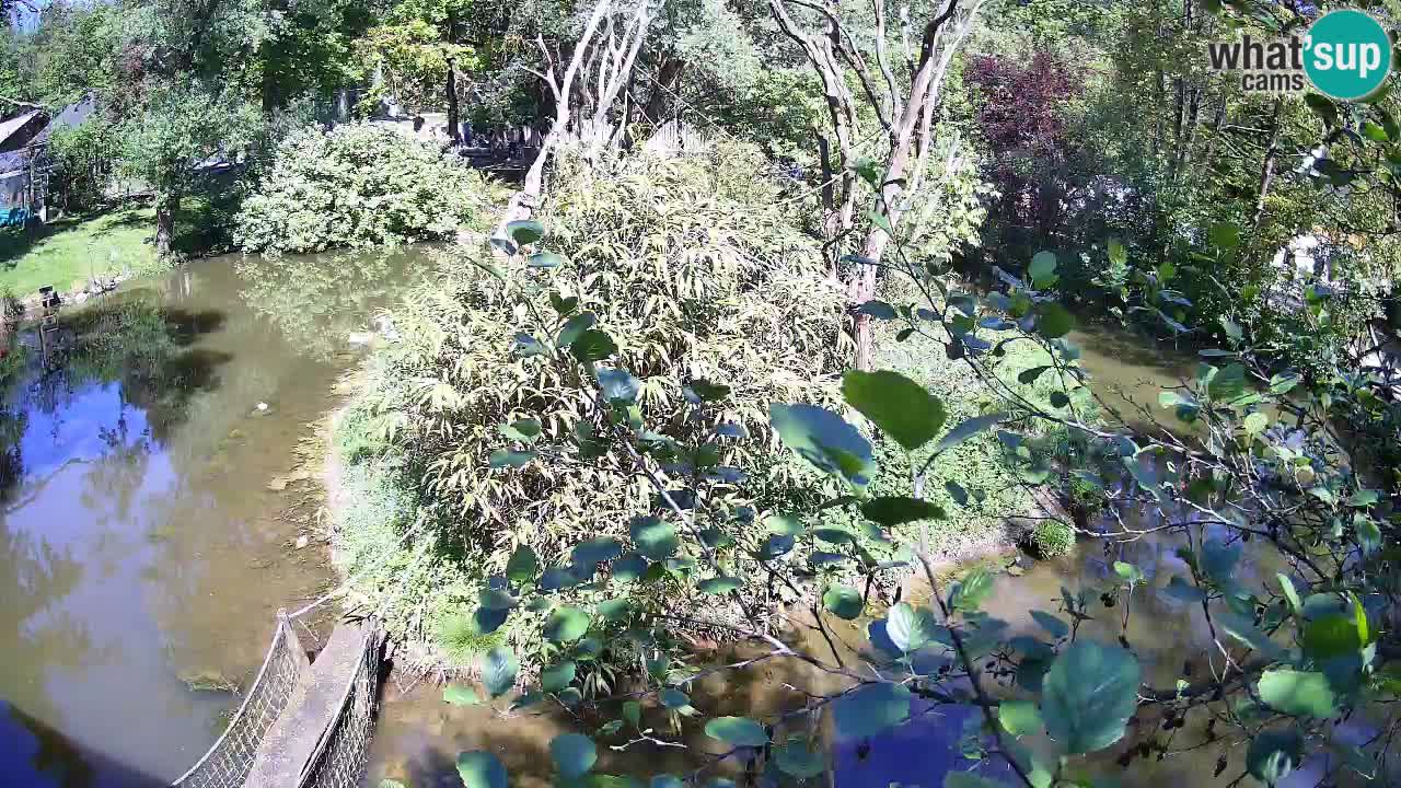 Südlicher Gelbwangen-Schopfgibbon Zoo Ljubljana webcam