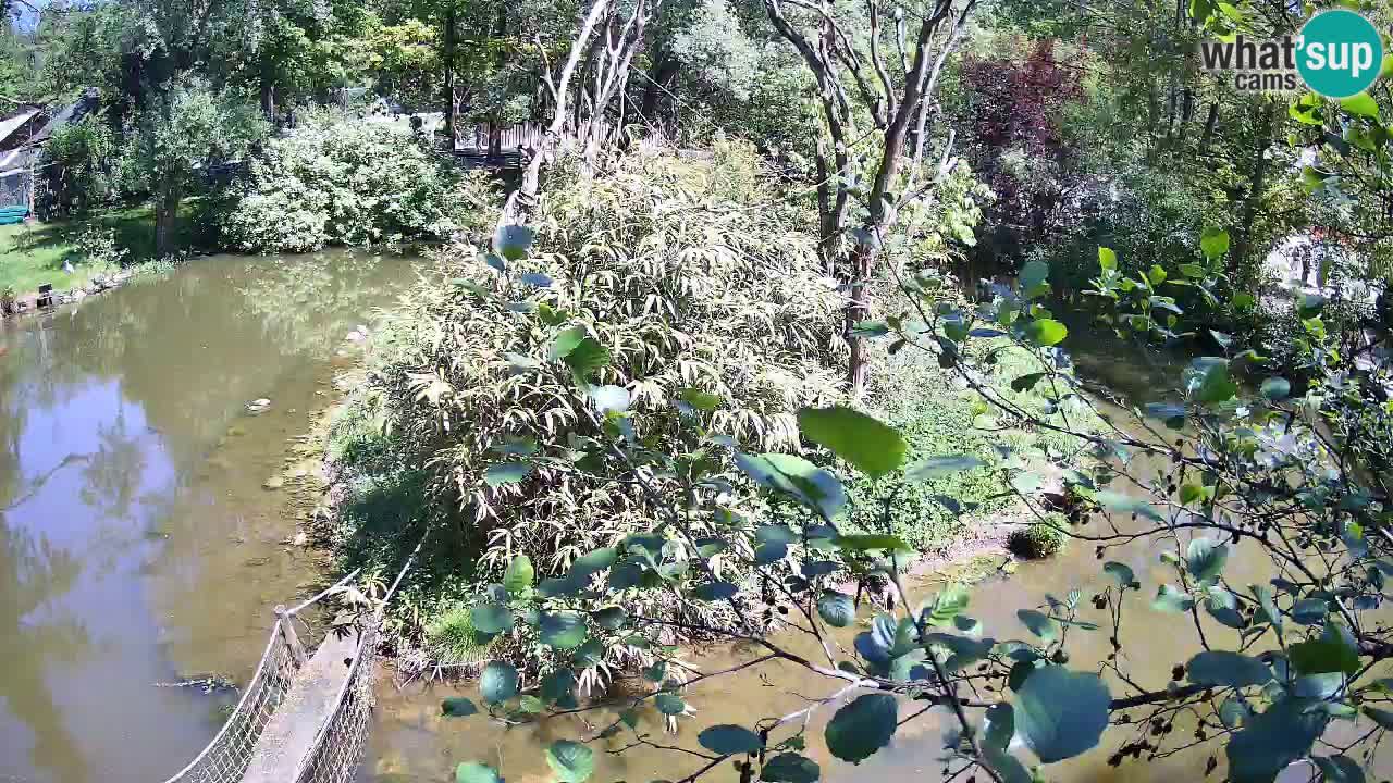 Yellow-cheeked gibbon Zoo Ljubljana livecam