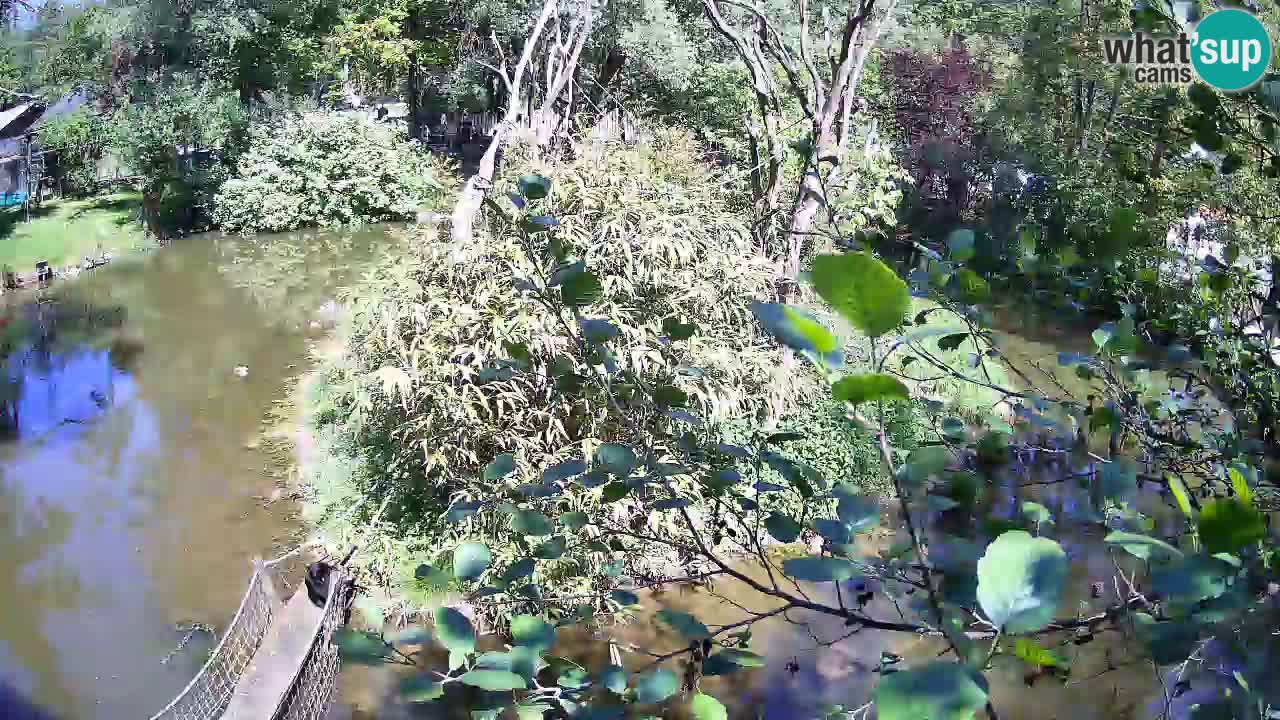 Yellow-cheeked gibbon Zoo Ljubljana livecam