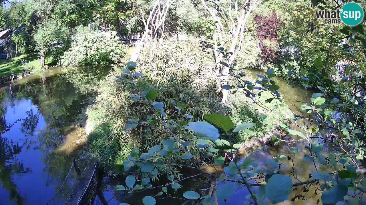 Yellow-cheeked gibbon Zoo Ljubljana livecam