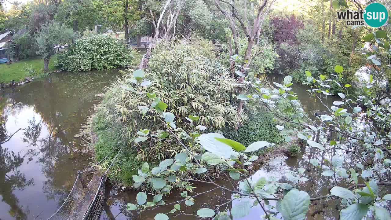 Yellow-cheeked gibbon Zoo Ljubljana livecam