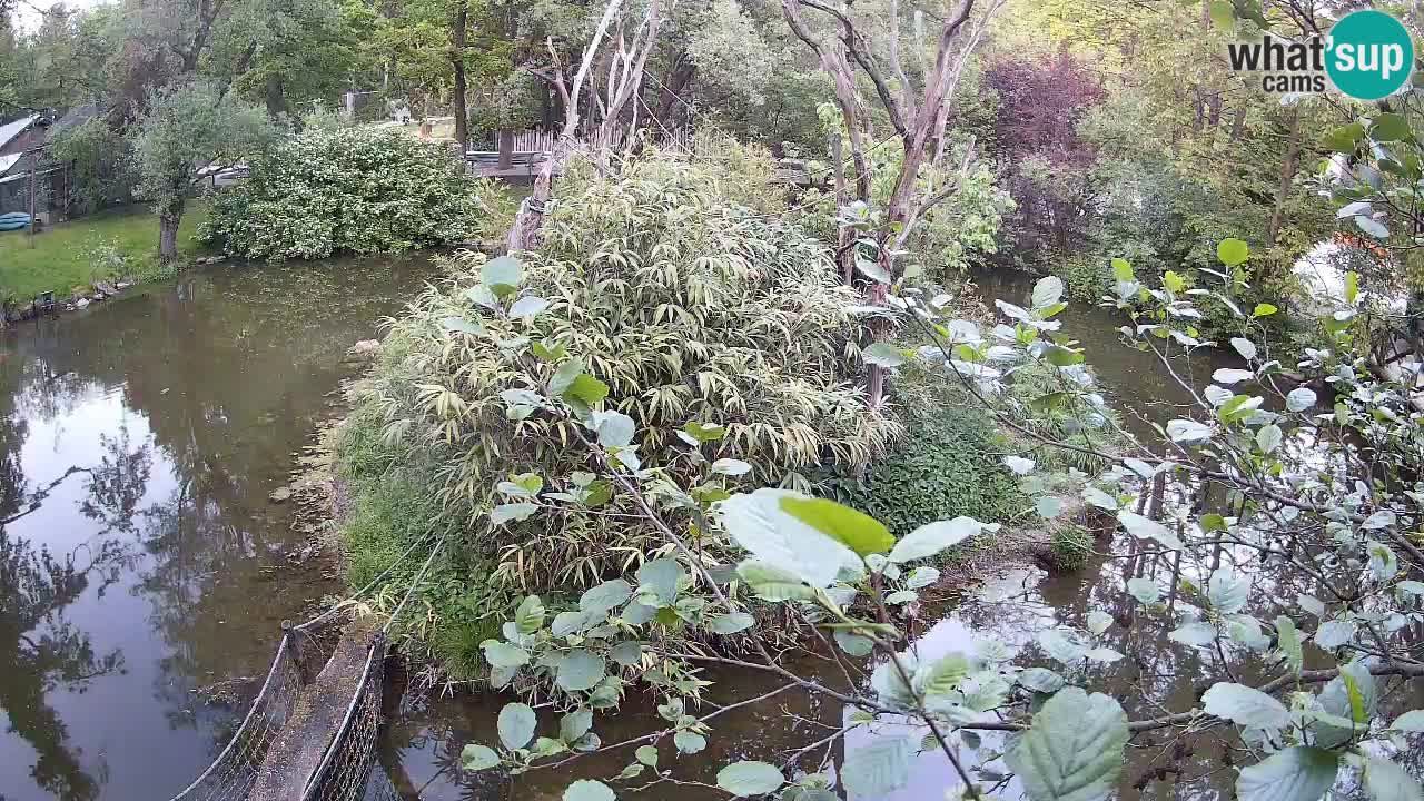 Yellow-cheeked gibbon Zoo Ljubljana livecam