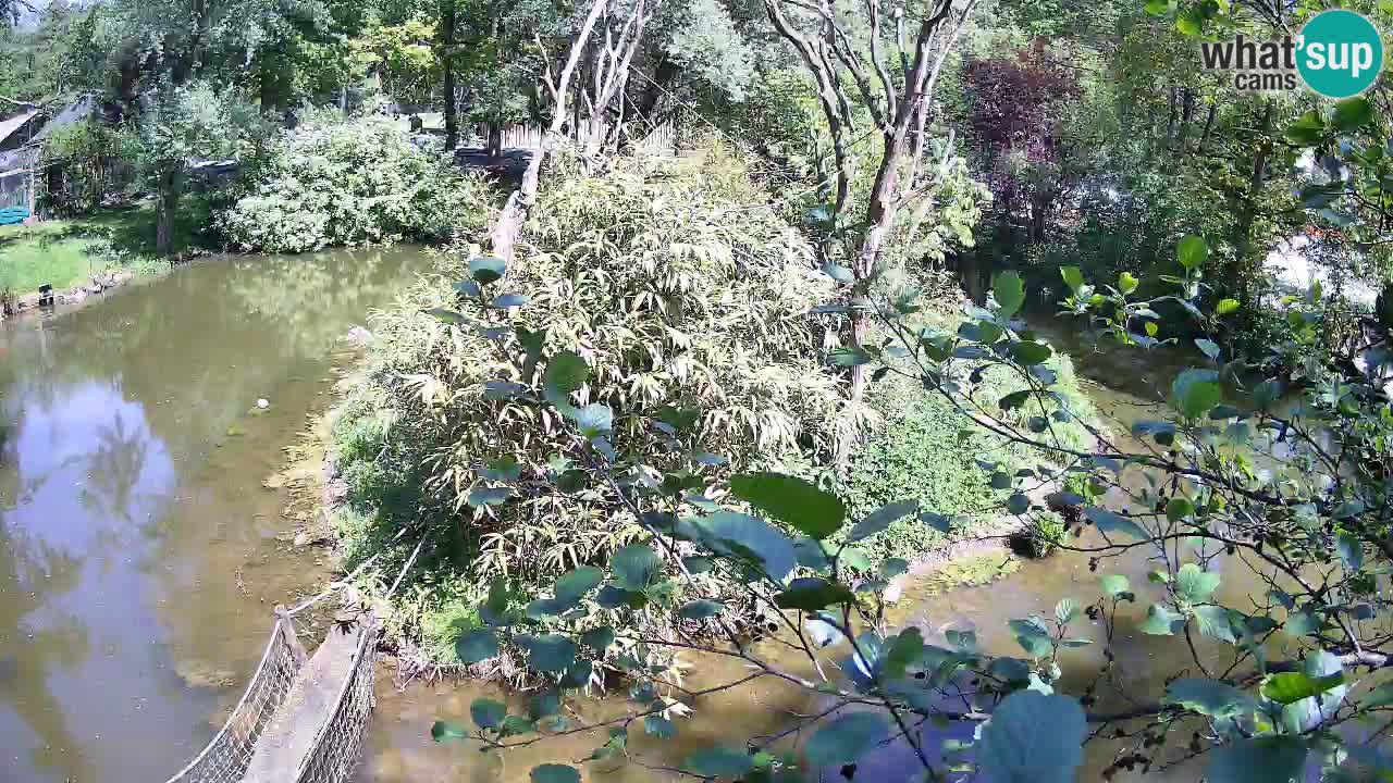 Yellow-cheeked gibbon Zoo Ljubljana livecam