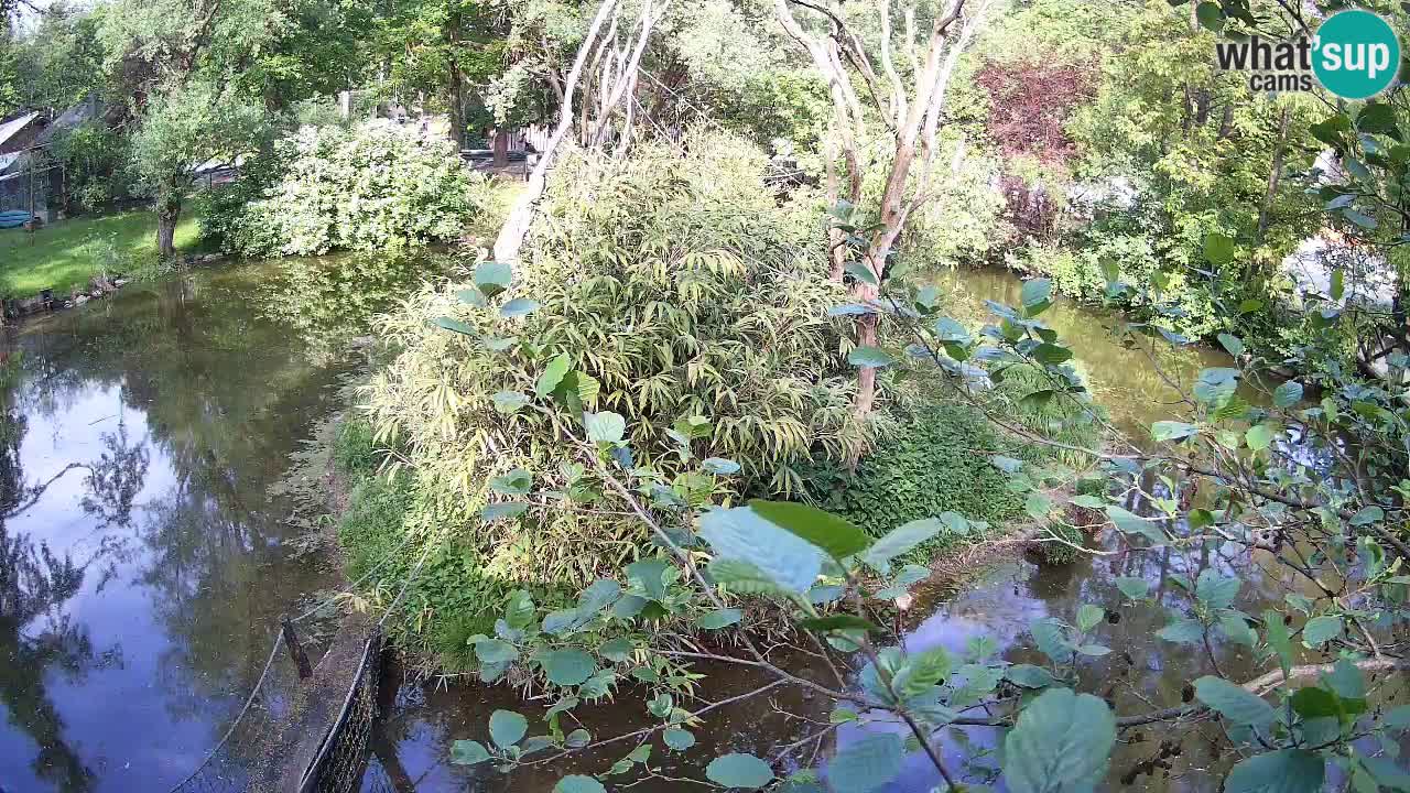 Südlicher Gelbwangen-Schopfgibbon Zoo Ljubljana webcam