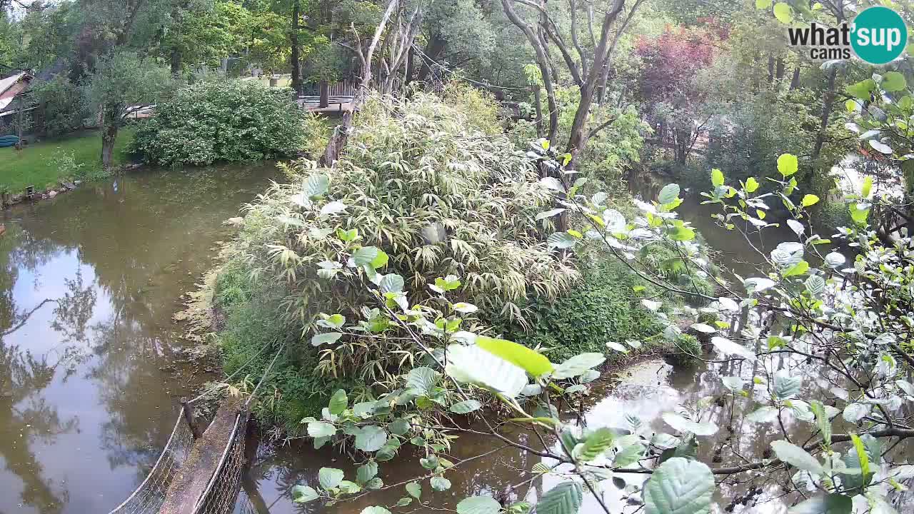 Gibbone dalle guance rosa nello ZOO di Ljubljana