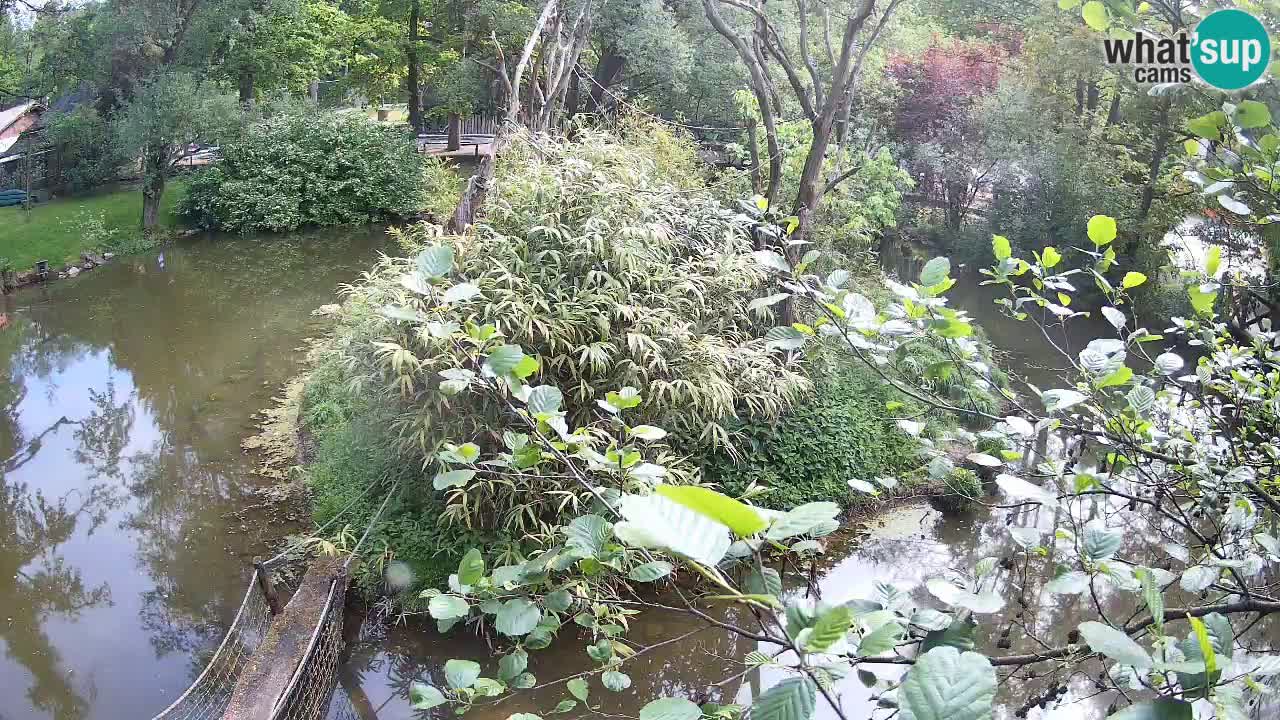 Gibbone dalle guance rosa nello ZOO di Ljubljana