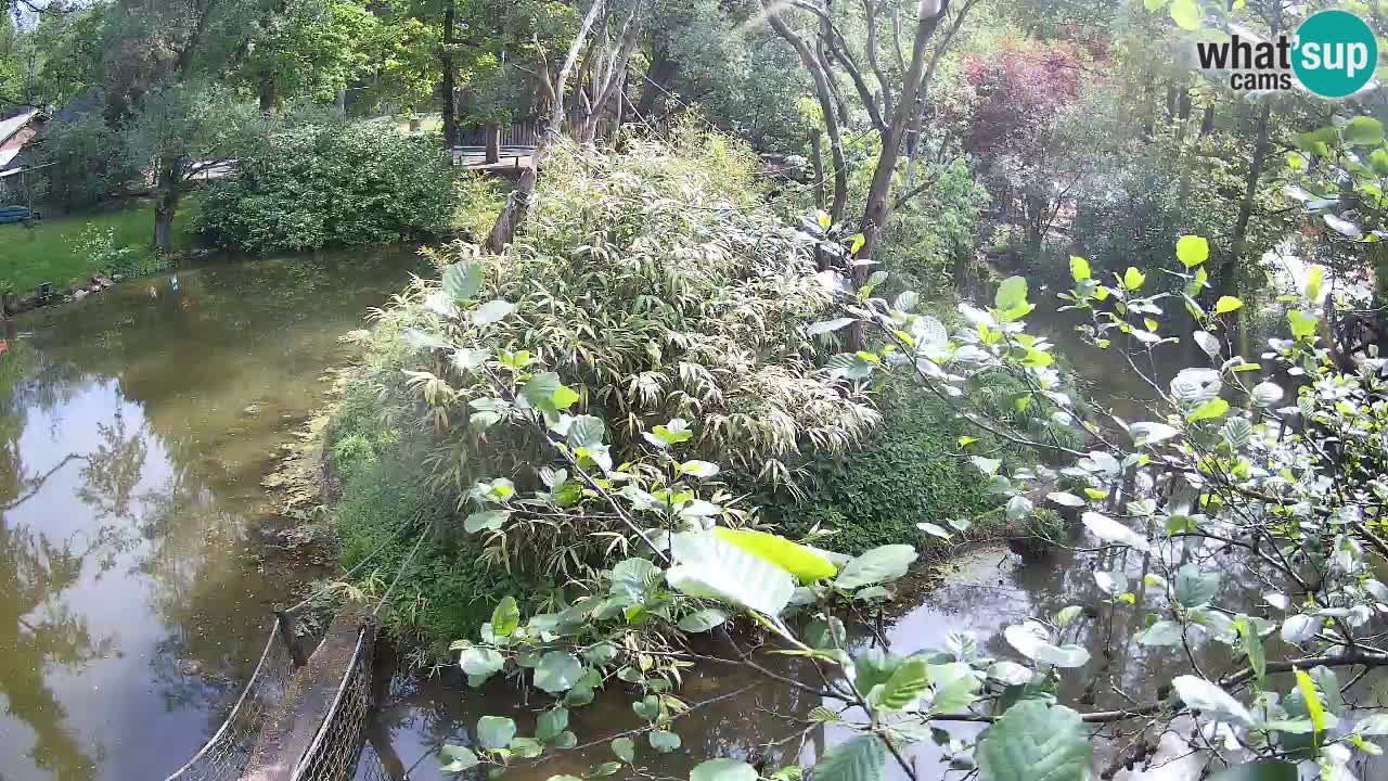 Gibon – Nomascus gabriellae – Zoo Ljubljana web kamera