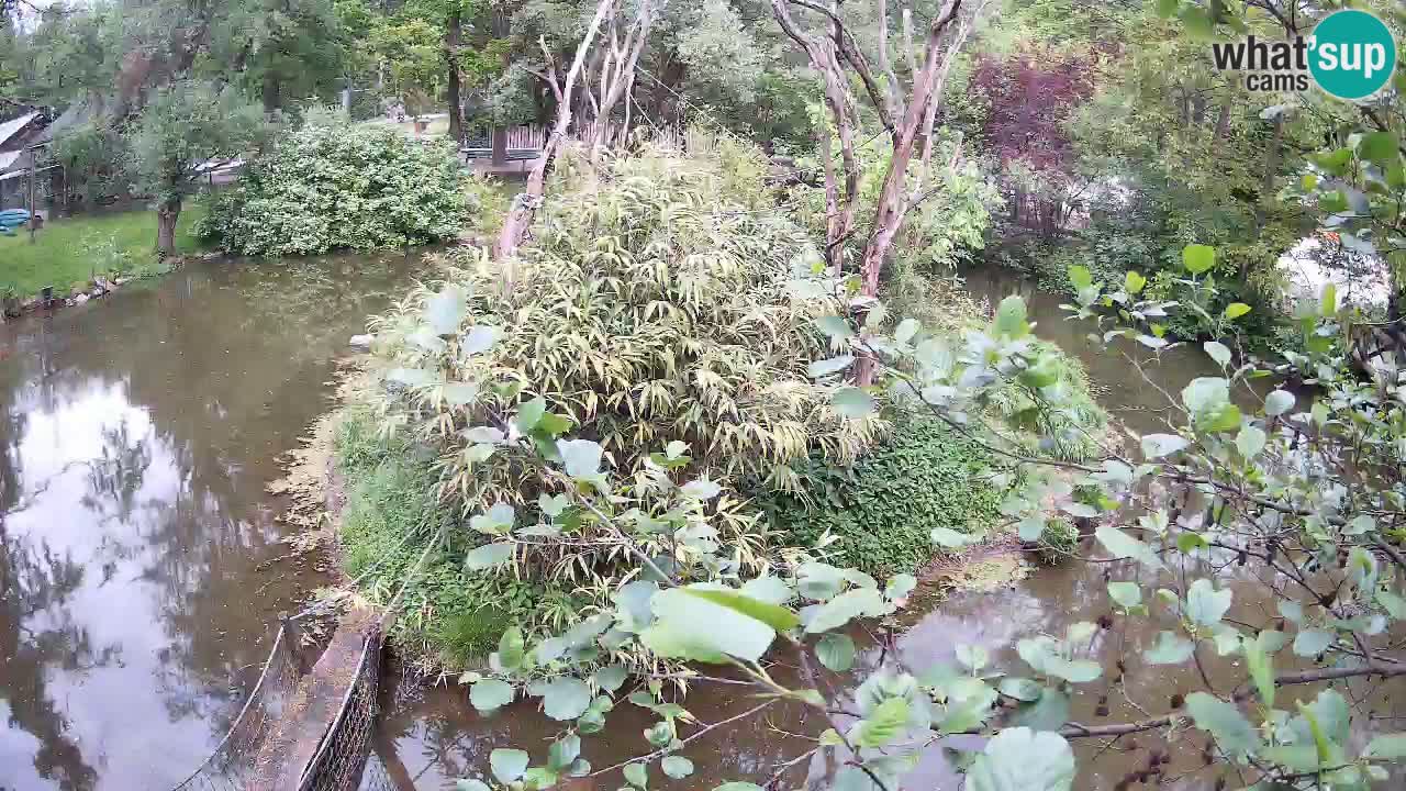Gibbon à joues jaunes Zoo Ljubljana live cam
