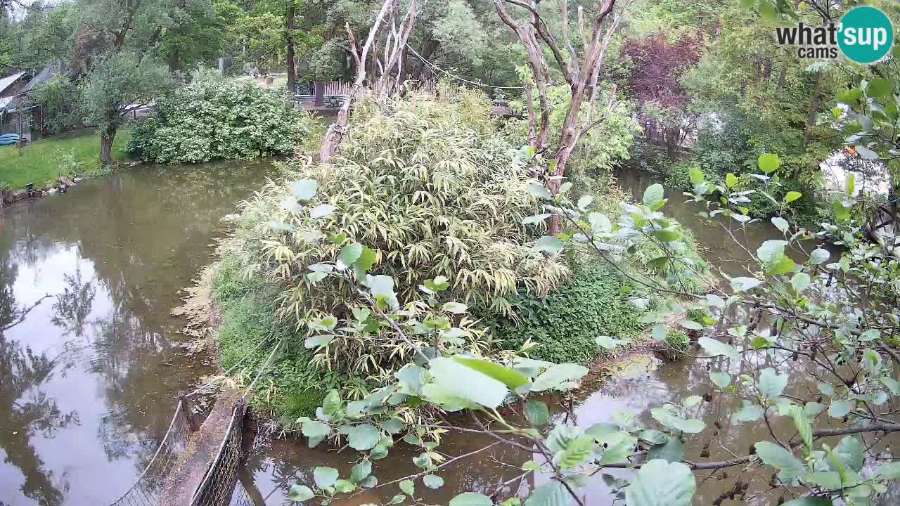 Yellow-cheeked gibbon Zoo Ljubljana livecam