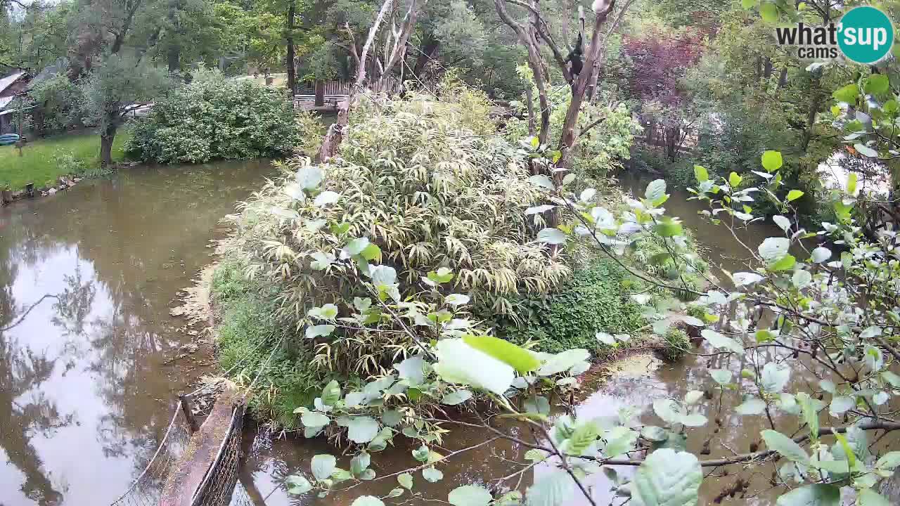 Gibbon à joues jaunes Zoo Ljubljana live cam