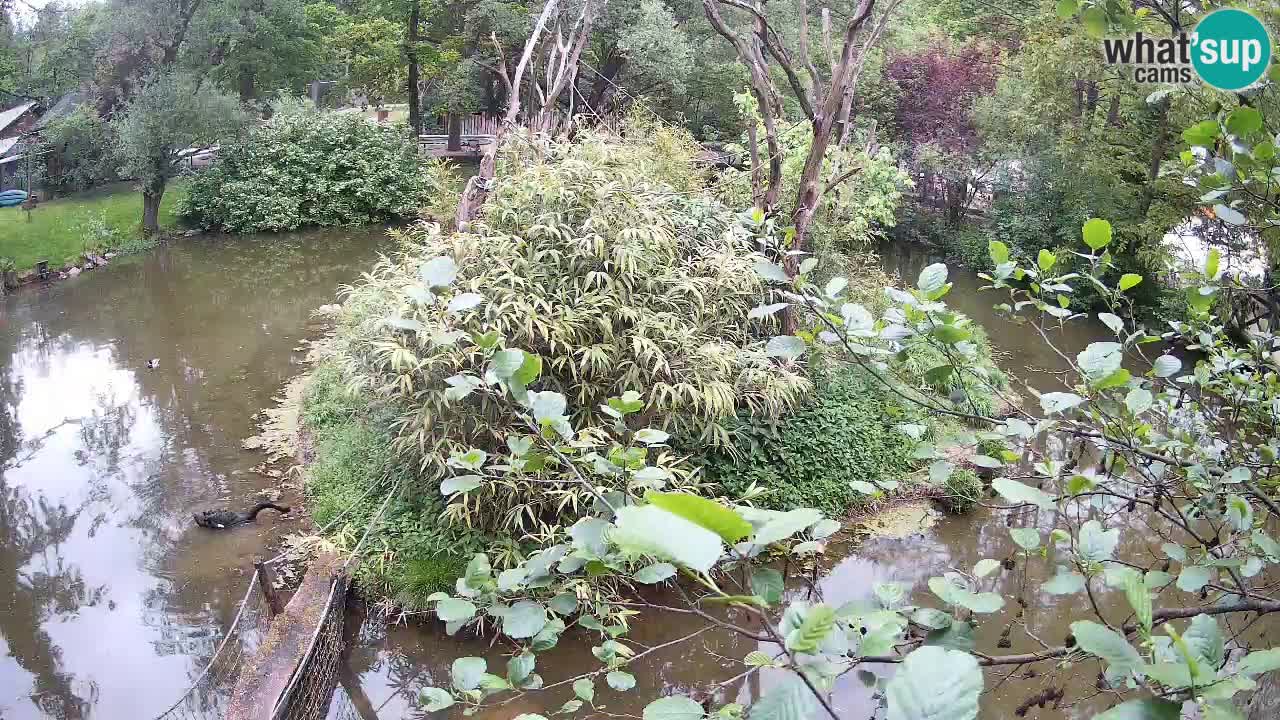 Südlicher Gelbwangen-Schopfgibbon Zoo Ljubljana webcam