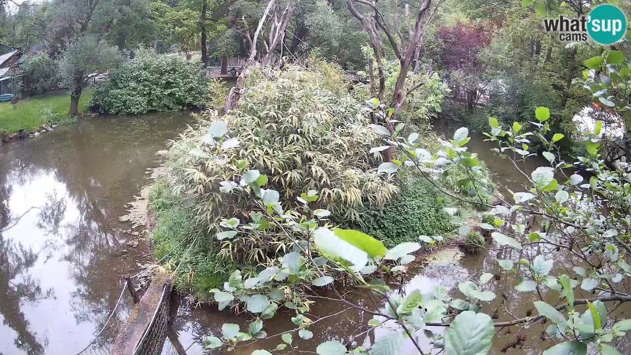 Yellow-cheeked gibbon Zoo Ljubljana livecam