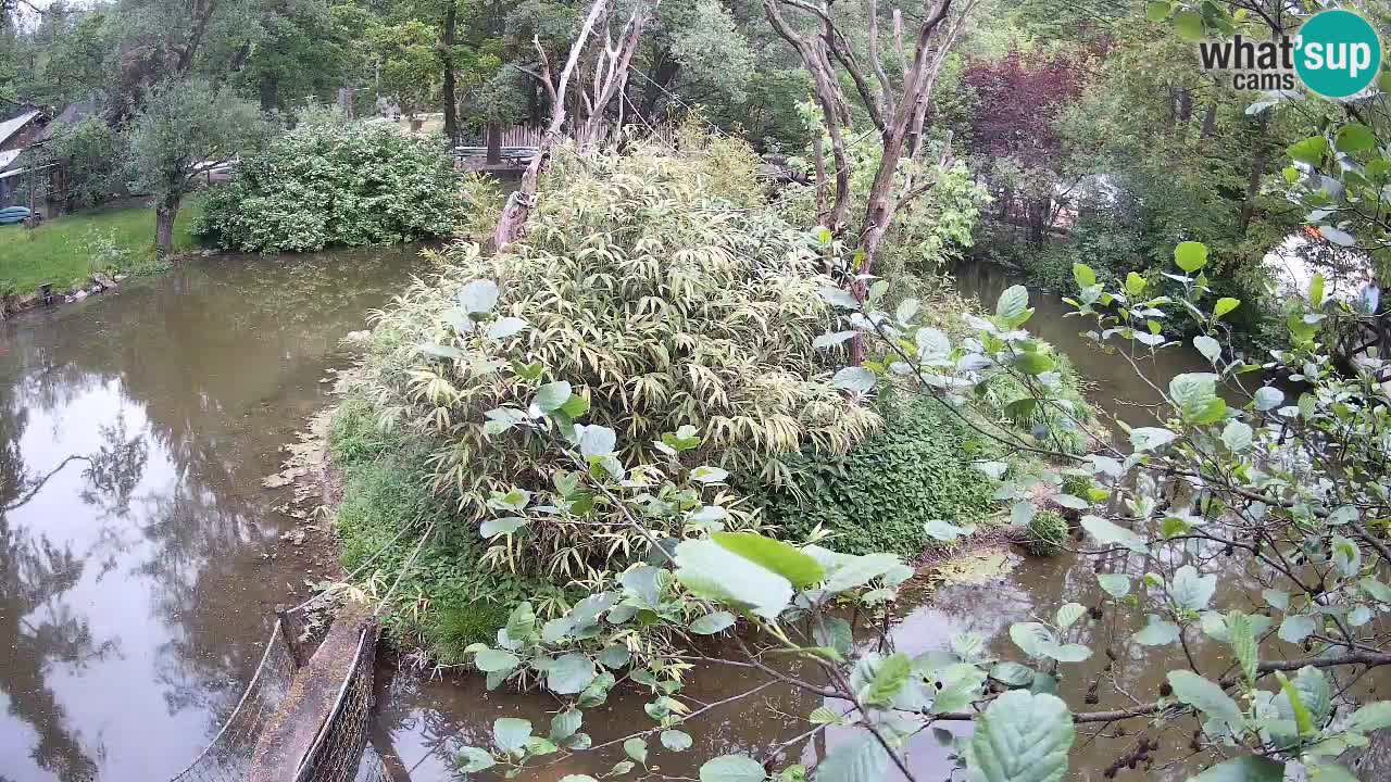 Gibbon à joues jaunes Zoo Ljubljana live cam