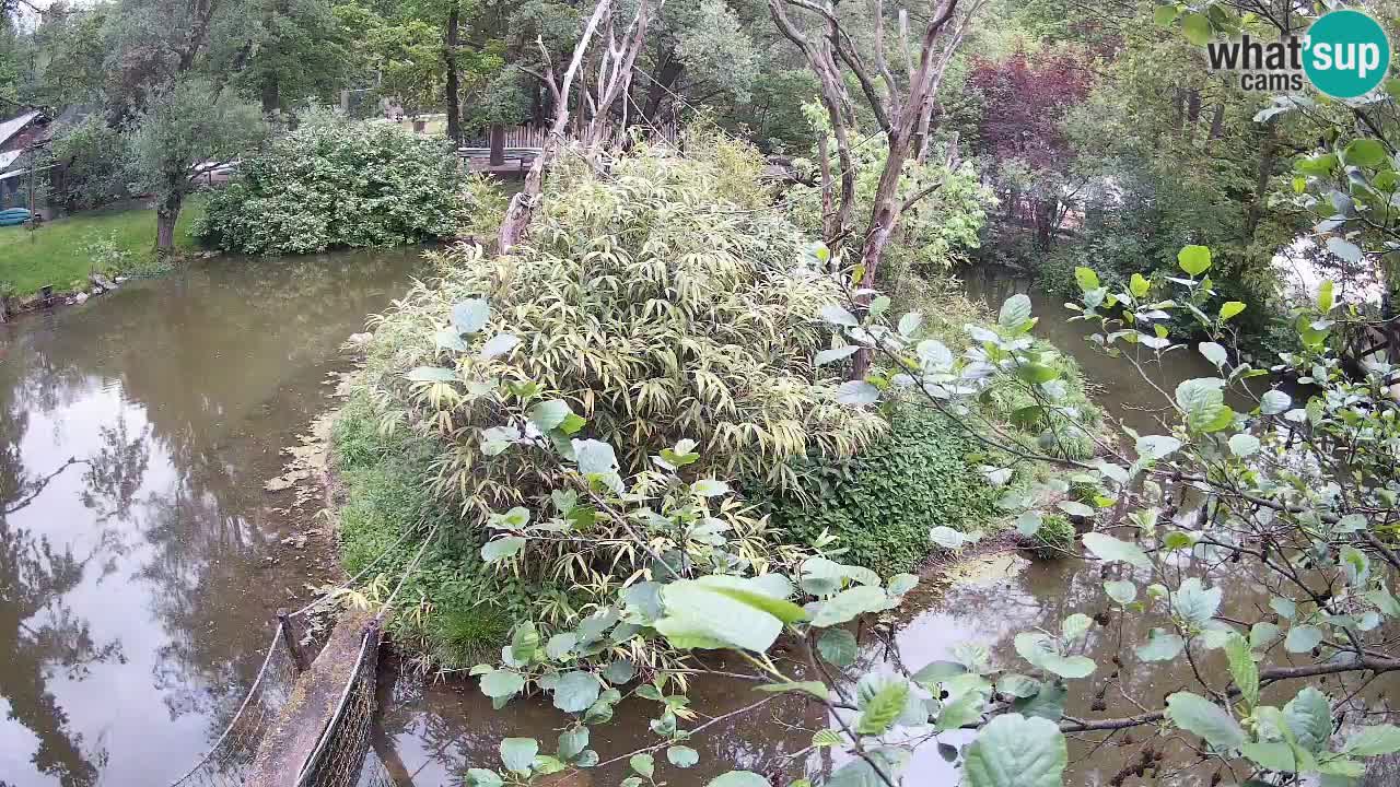 Gibbon à joues jaunes Zoo Ljubljana live cam