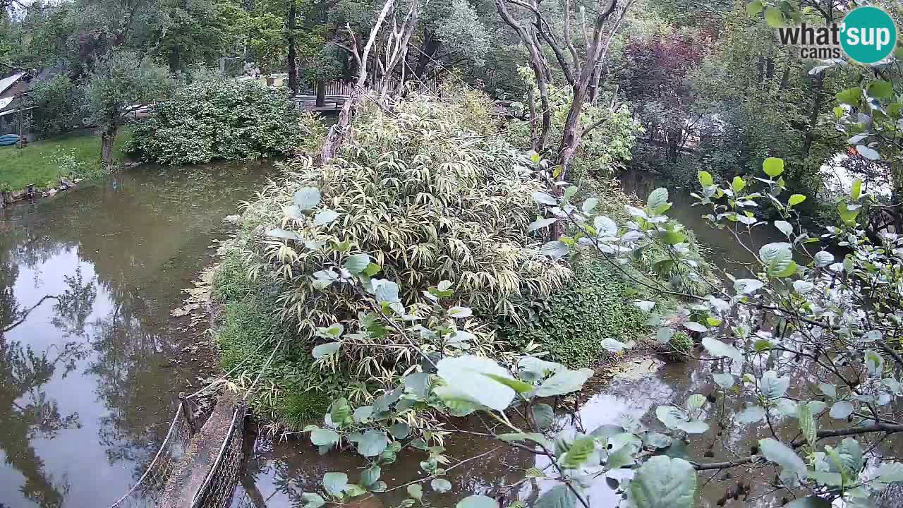 Gibbon à joues jaunes Zoo Ljubljana live cam