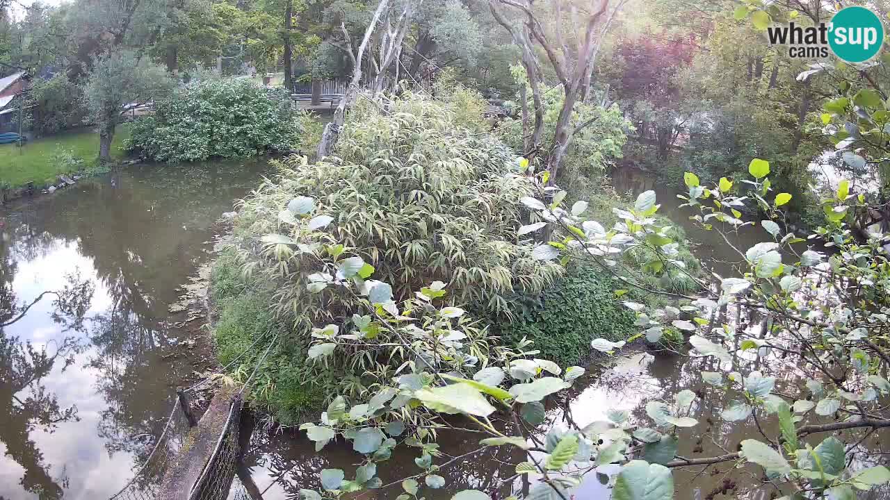 Gibón de mejillas beige Zoo Ljubljana