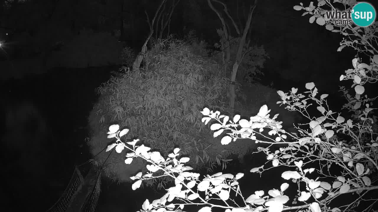 Gibbon à joues jaunes Zoo Ljubljana live cam