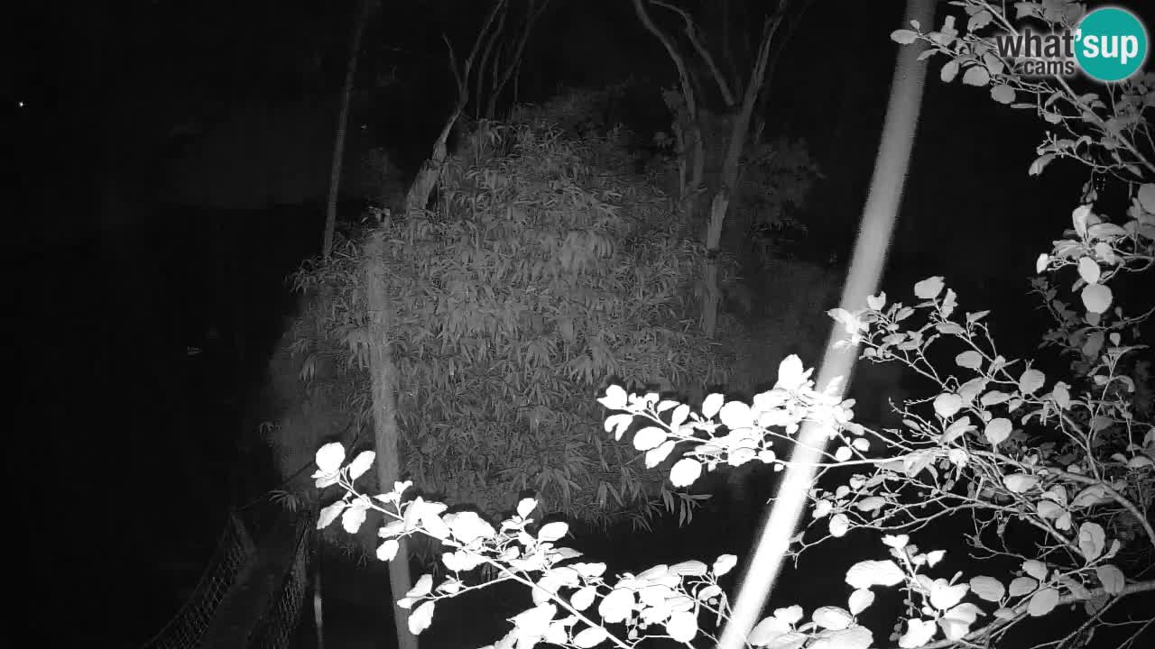 Yellow-cheeked gibbon Zoo Ljubljana livecam