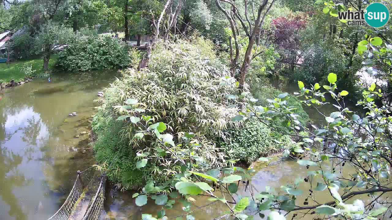 Südlicher Gelbwangen-Schopfgibbon Zoo Ljubljana webcam