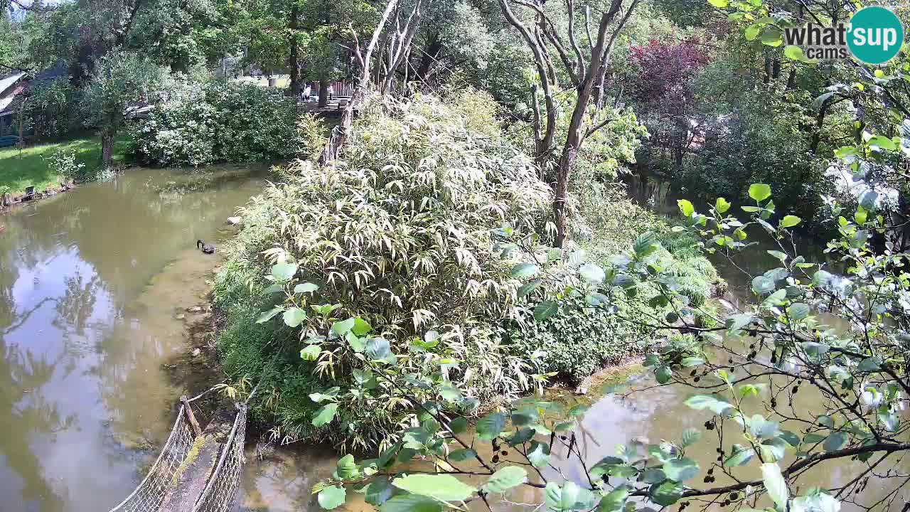 Gibón de mejillas beige Zoo Ljubljana