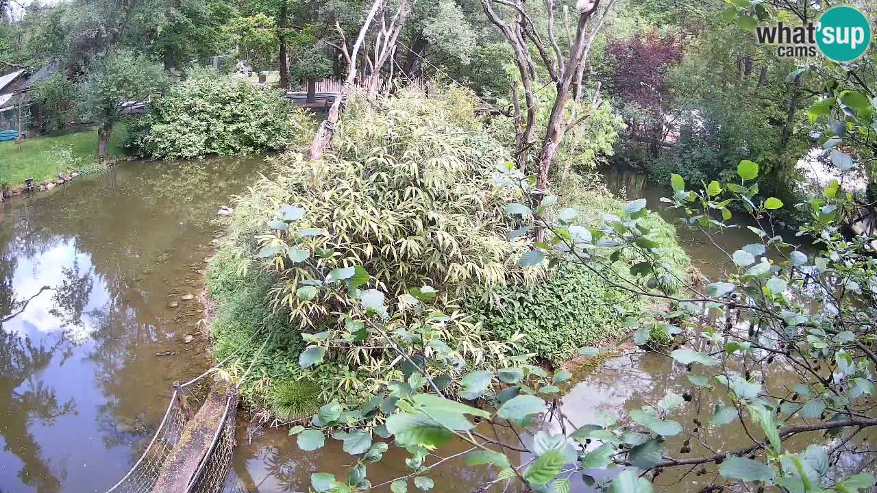 Südlicher Gelbwangen-Schopfgibbon Zoo Ljubljana webcam