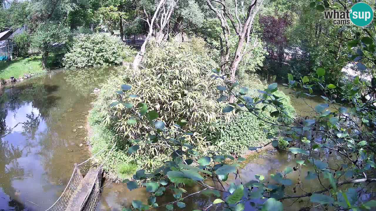 Südlicher Gelbwangen-Schopfgibbon Zoo Ljubljana webcam