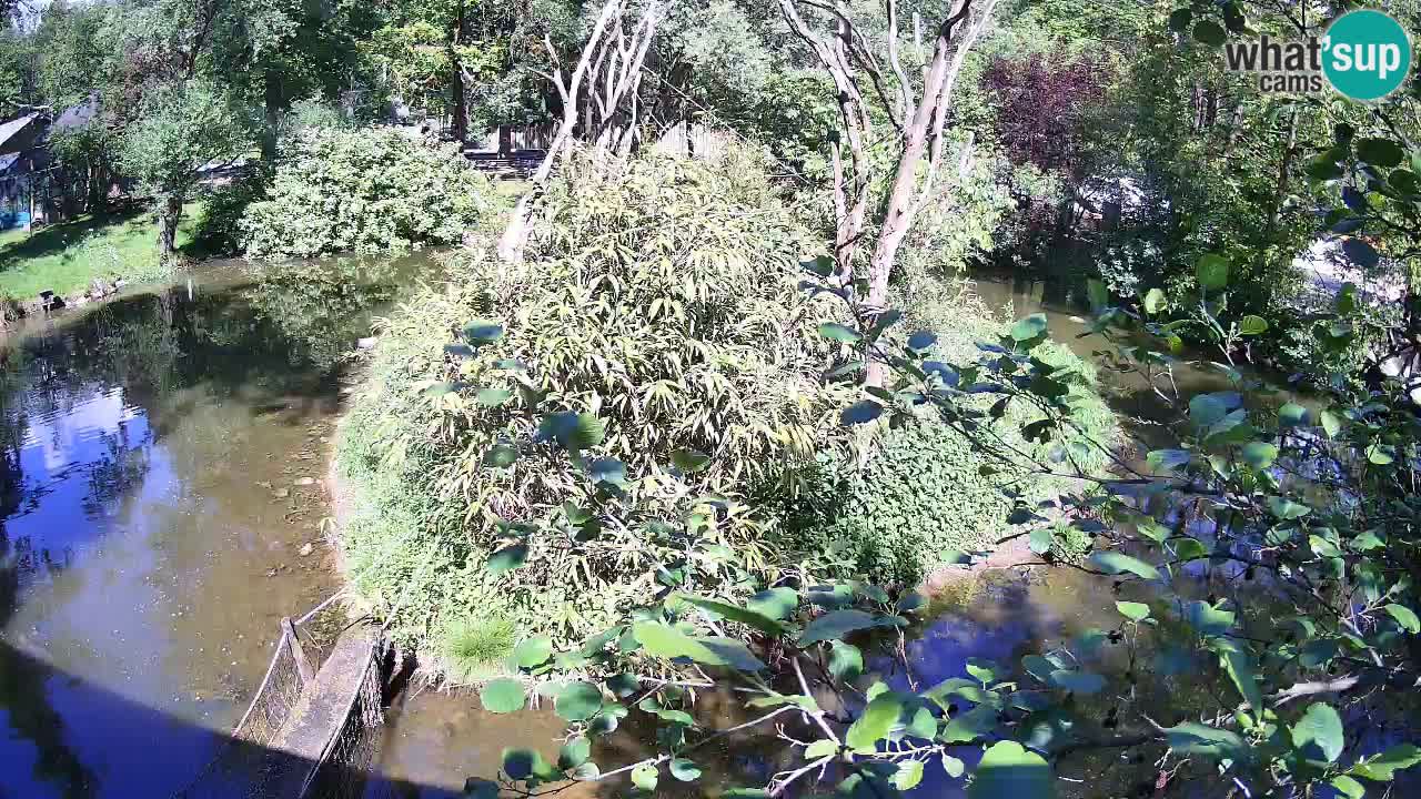 Südlicher Gelbwangen-Schopfgibbon Zoo Ljubljana webcam