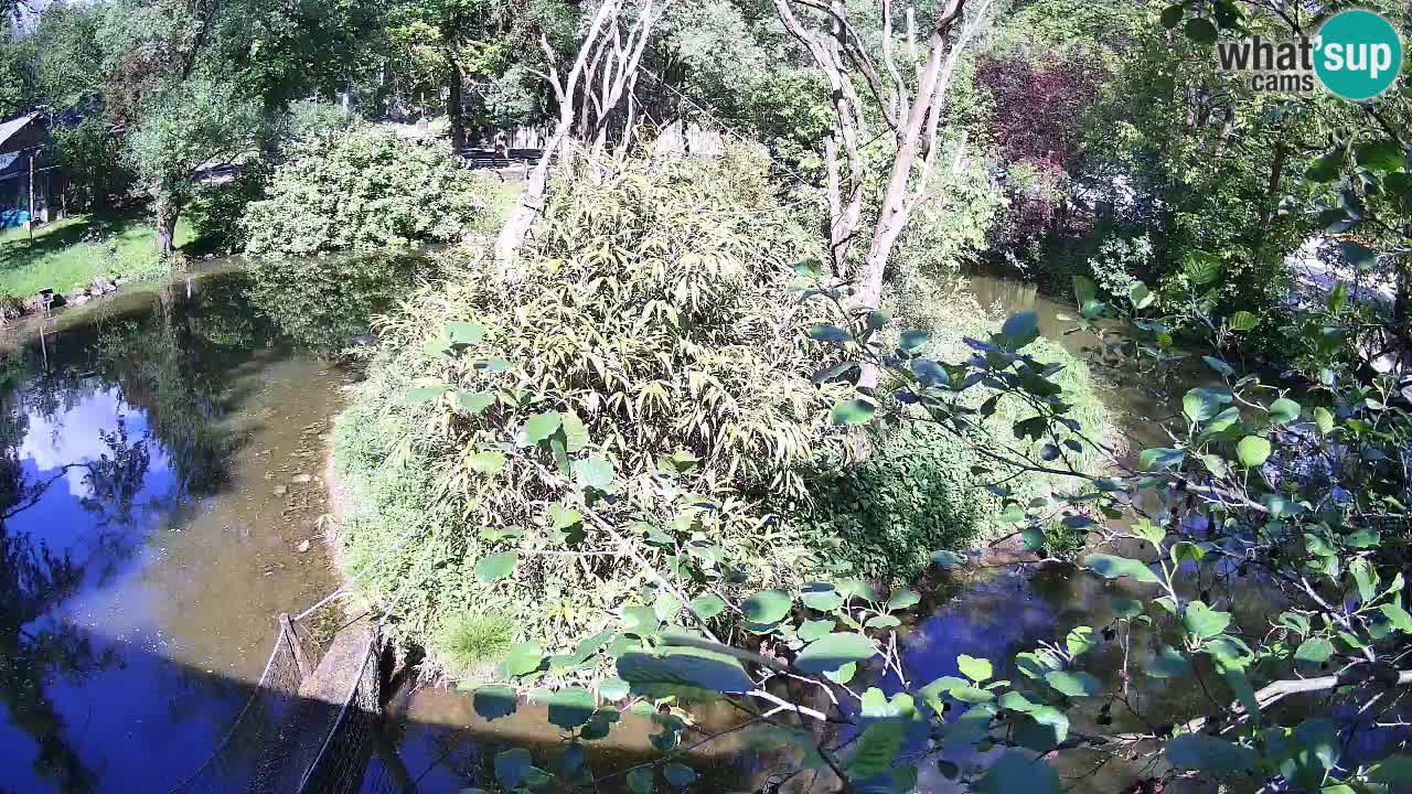 Gibon – Nomascus gabriellae – Zoo Ljubljana web kamera