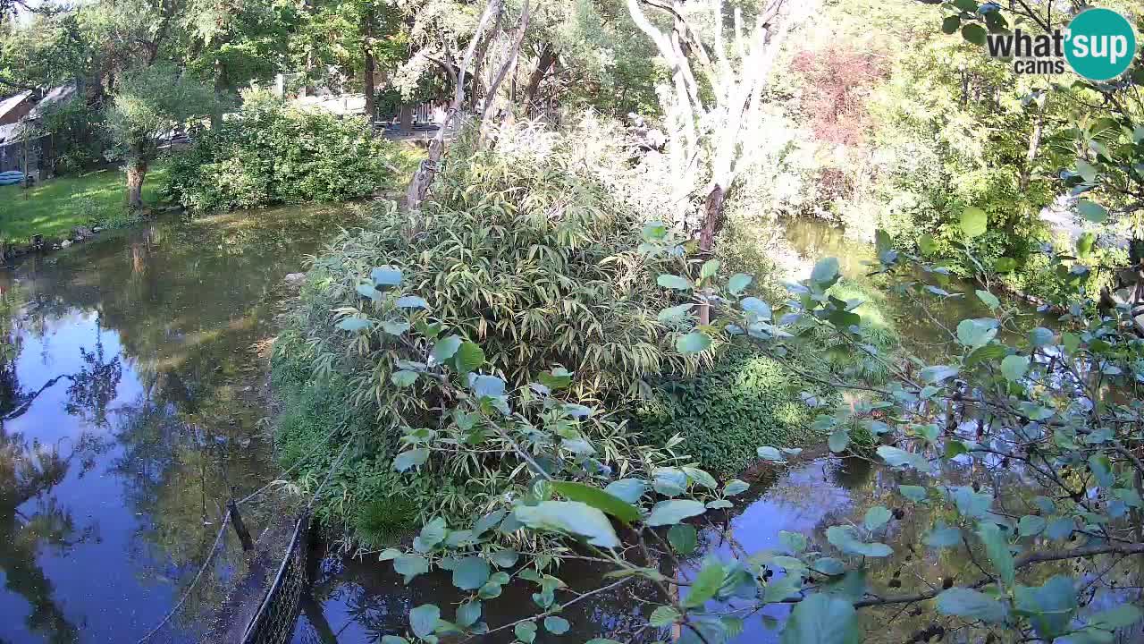 Gibbon à joues jaunes Zoo Ljubljana live cam
