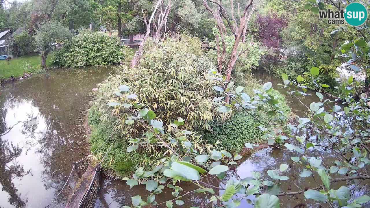 Gibbon à joues jaunes Zoo Ljubljana live cam