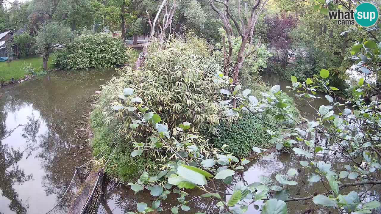 Gibon – Nomascus gabriellae – Zoo Ljubljana web kamera