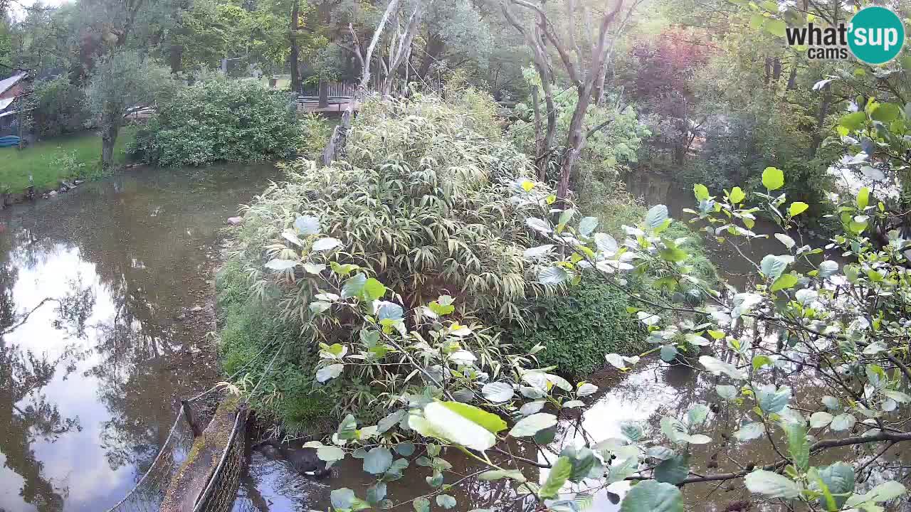 Gibon – Nomascus gabriellae – Zoo Ljubljana web kamera